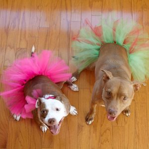 Help these dogs in tutus at the Bark-B-Que cook off