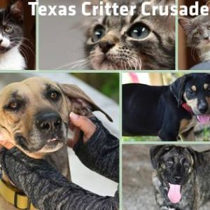 Adoptable cats and dogs