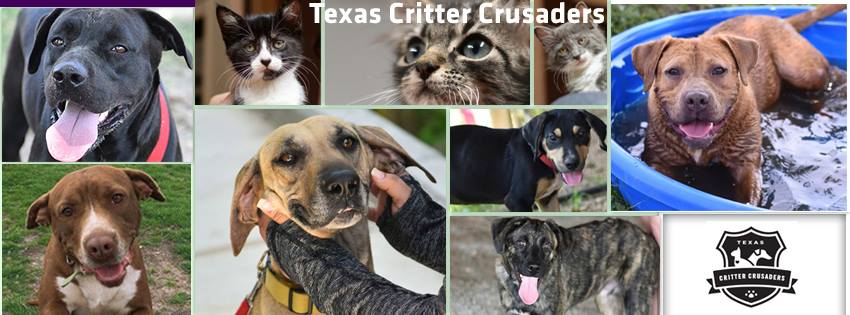 Adoptable cats and dogs