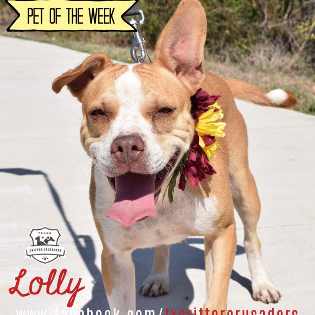 Lolly the dog